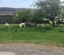 sheep out in pasture